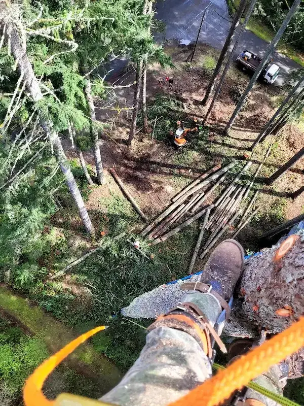 Arborist pruning tree Kent Washington safely